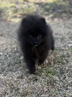 AKC Sterling, a male Pomeranian for sale in Byron, GA – Photo 3 of 10