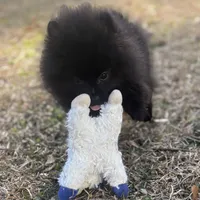 AKC Sterling, a male Pomeranian for sale in Byron, GA – Photo 4 of 7