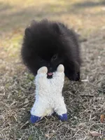 AKC Sterling, a male Pomeranian for sale in Byron, GA – Photo 7 of 10