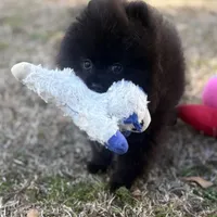 AKC Sterling, a male Pomeranian for sale in Byron, GA – Photo 2 of 7