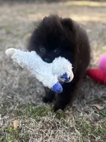 AKC Sterling, a male Pomeranian for sale in Byron, GA – Photo 2 of 10