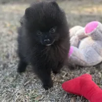 AKC Sterling, a male Pomeranian for sale in Byron, GA – Photo 1 of 7