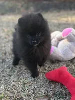 AKC Sterling, a male Pomeranian for sale in Byron, GA – Photo 1 of 10