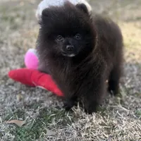AKC Sterling, a male Pomeranian for sale in Byron, GA – Photo 5 of 7