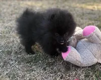 AKC Sterling, a male Pomeranian for sale in Byron, GA – Photo 6 of 10