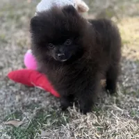 AKC Sterling, a male Pomeranian for sale in Byron, GA – Photo 3 of 7