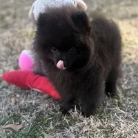 AKC Sterling, a male Pomeranian for sale in Byron, GA – Photo 6 of 7