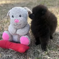 AKC Sterling, a male Pomeranian for sale in Byron, GA – Photo 7 of 7