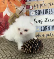 AKC Aaron, a male Pomeranian for sale in Byron, GA – 3 of 8