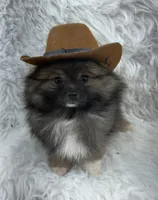 CKC Charlie, a male Pomeranian for sale in Byron, GA – 6 of 10
