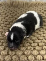 AKC Sammy, a male Pomeranian for sale in Byron, GA – Photo 3 of 3