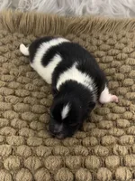 AKC Sammy, a male Pomeranian for sale in Byron, GA – Photo 2 of 3