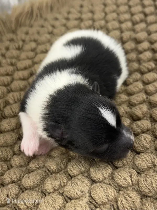 AKC Sammy – Pomeranian puppy for sale in Byron, GA