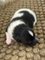 AKC Sammy, a male Pomeranian for sale in Byron, GA – Photo 1 of 3