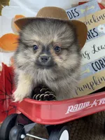 AKC Teddy, a male Pomeranian for sale in Byron, GA – 2 of 8