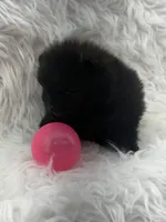 AKC Nikki, a female Pomeranian for sale in Byron, GA – 3 of 10