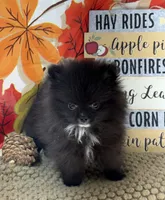AKC Bella, a female Pomeranian for sale in Byron, GA – 6 of 8