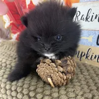 AKC Cole, a male Pomeranian for sale in Byron, GA – 10 of 10