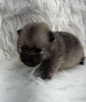 AKC Gabe, a male Pomeranian for sale in Byron, GA – 4 of 4