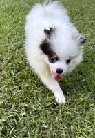 ALC Sinclair , a male Pomeranian for sale in Byron, GA – 9 of 10