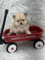 AKC Harriett, a female Pomeranian for sale in Byron, GA – 2 of 8