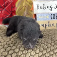 AKC Tyler, a male Pomeranian for sale in Byron, GA – 4 of 5