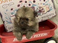 AKC Gabe, a male Pomeranian for sale in Byron, GA – 6 of 9