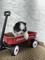 AKC Sophie, a female Pomeranian for sale in Byron, GA – 5 of 6