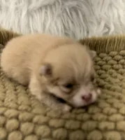 AKC  Luke, a male Pomeranian for sale in Byron, GA – 3 of 5