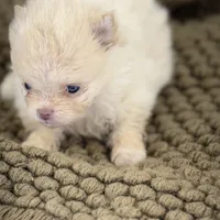 AKC Sophia, a female Pomeranian for sale in Byron, GA – Photo 2 of 5