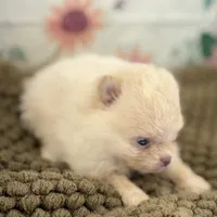 AKC Sophia, a female Pomeranian for sale in Byron, GA – Photo 4 of 5