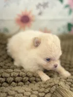 AKC Sophia, a female Pomeranian for sale in Byron, GA – Photo 4 of 5