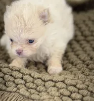 AKC Sophia, a female Pomeranian for sale in Byron, GA – Photo 5 of 5