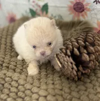 AKC Sophia, a female Pomeranian for sale in Byron, GA – Photo 3 of 5