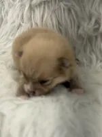 AKC  Luke, a male Pomeranian for sale in Byron, GA – 2 of 5