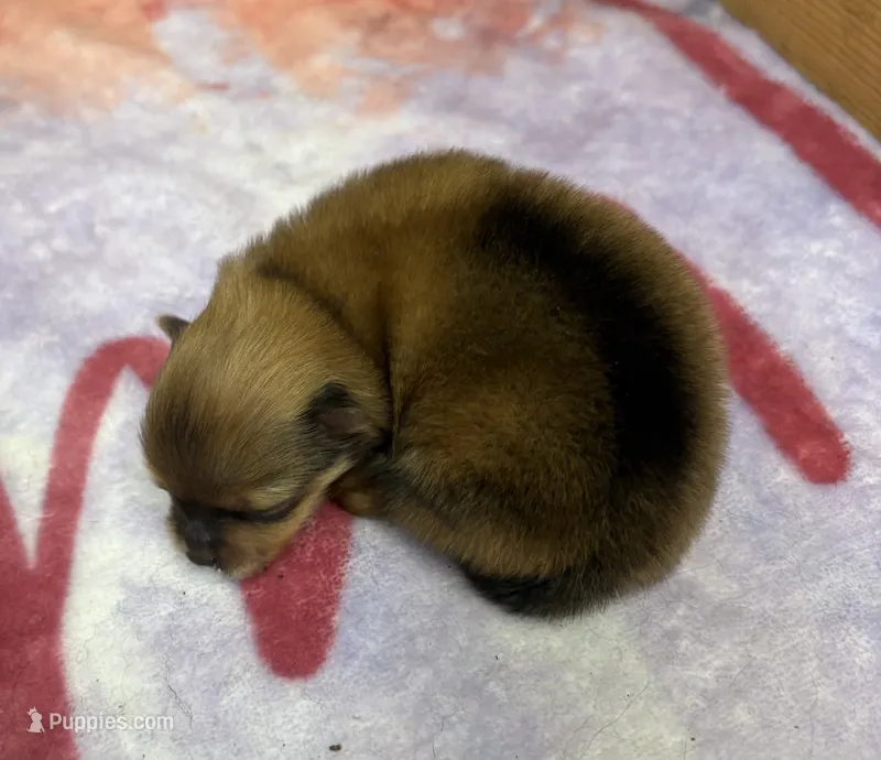 AKC Sydney – Pomeranian puppy for sale in Byron, GA