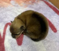 AKC Sydney, a male Pomeranian for sale in Byron, GA – 1 of 4