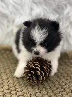 AKC Chase, a male Pomeranian for sale in Byron, GA – 3 of 7