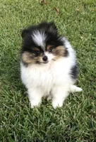 AKC Buddy, a male Pomeranian for sale in Byron, GA – Photo 5 of 10
