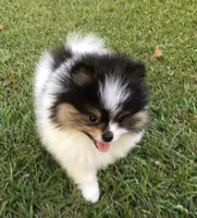 AKC Buddy, a male Pomeranian for sale in Byron, GA – Photo 7 of 10