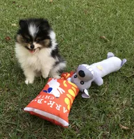 AKC Buddy, a male Pomeranian for sale in Byron, GA – Photo 10 of 10