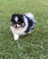 AKC Buddy, a male Pomeranian for sale in Byron, GA – Photo 4 of 10