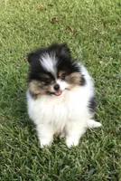 AKC Buddy, a male Pomeranian for sale in Byron, GA – Photo 1 of 10