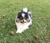 AKC Buddy, a male Pomeranian for sale in Byron, GA – Photo 9 of 10