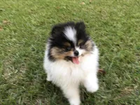AKC Buddy, a male Pomeranian for sale in Byron, GA – Photo 8 of 10