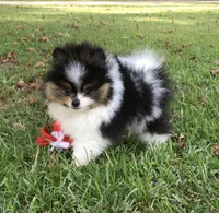 AKC Buddy, a male Pomeranian for sale in Byron, GA – Photo 2 of 10