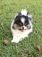 AKC Buddy, a male Pomeranian for sale in Byron, GA – Photo 3 of 10