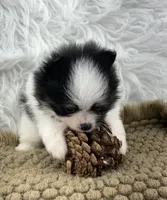 AKC Sophie, a female Pomeranian for sale in Byron, GA – 4 of 6