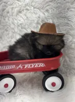 CKC Cooper, a male Pomeranian for sale in Byron, GA – 5 of 8