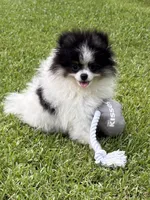 AKC Ella, a female Pomeranian for sale in Byron, GA – 4 of 10